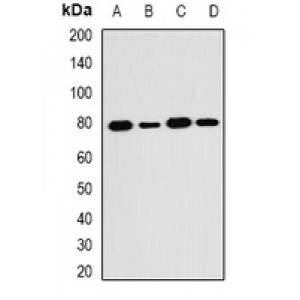 LifeSab™ SH2B1 Rabbit pAb (50 µl)