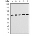 LifeSab™ FBL5 Rabbit pAb (50 µl)