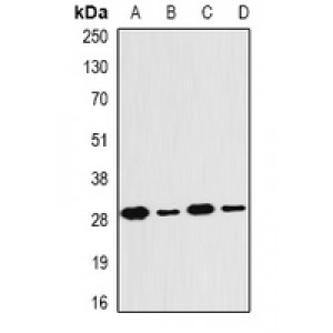 LifeSab™ PSMB4 Rabbit pAb (50 µl)