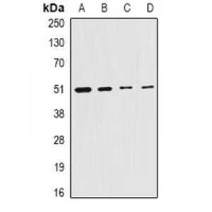 LifeSab™ Citrate Synthase Rabbit pAb (50 µl)