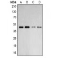LifeSab™ ARP2 Rabbit pAb (50 µl)