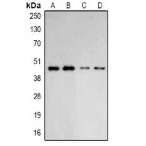 LifeSab™ ARP2 Rabbit pAb (50 µl)