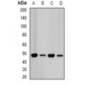 LifeSab™ FDPS Rabbit pAb (50 µl)