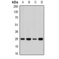 LifeSab™ PHAP1 Rabbit pAb (50 µl)