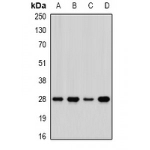 LifeSab™ PHAP1 Rabbit pAb (50 µl)