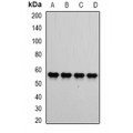 LifeSab™ ATP5B Rabbit pAb (50 µl)