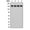 LifeSab™ Dia 1 Rabbit pAb (50 µl)
