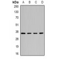 LifeSab™ ATG3 Rabbit pAb (50 µl)
