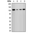 LifeSab™ PHC1 Rabbit pAb (50 µl)