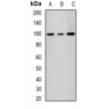 LifeSab™ SAP145 Rabbit pAb (50 µl)