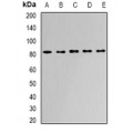 LifeSab™ APEH Rabbit pAb (50 µl)