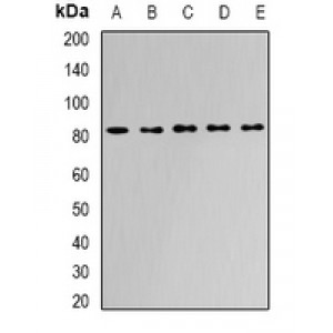 LifeSab™ APEH Rabbit pAb (50 µl)
