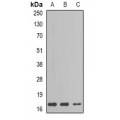 LifeSab™ GIP Rabbit pAb (50 µl)