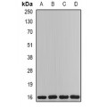 LifeSab™ PTPS Rabbit pAb (50 µl)