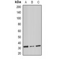 LifeSab™ Stomatin Rabbit pAb (50 µl)