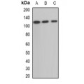 LifeSab™ OGDH Rabbit pAb (50 µl)