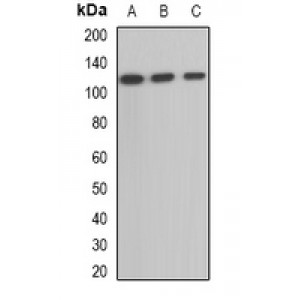 LifeSab™ OGDH Rabbit pAb (50 µl)