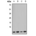 LifeSab™ PCBD1 Rabbit pAb (50 µl)