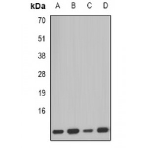 LifeSab™ PCBD1 Rabbit pAb (50 µl)