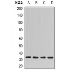 LifeSab™ SNAP-gamma Rabbit pAb (50 µl)