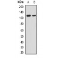 LifeSab™ RNF40 Rabbit pAb (50 µl)