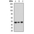 LifeSab™ ADE2 Rabbit pAb (50 µl)