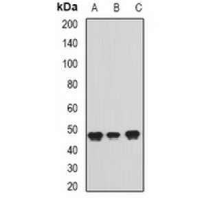 LifeSab™ ADE2 Rabbit pAb (50 µl)