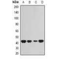 LifeSab™ SEPHS1 Rabbit pAb (50 µl)