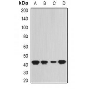 LifeSab™ SEPHS1 Rabbit pAb (50 µl)