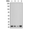 LifeSab™ NCS1 Rabbit pAb (50 µl)