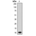 LifeSab™ CHRAC17 Rabbit pAb (50 µl)
