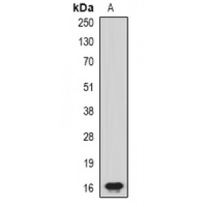 LifeSab™ CHRAC17 Rabbit pAb (50 µl)