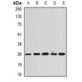 LifeSab™ Calpain reg Rabbit pAb (50 µl)