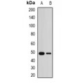 LifeSab™ Malcavernin Rabbit pAb (50 µl)