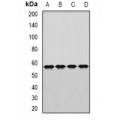 LifeSab™ DARS Rabbit pAb (50 µl)