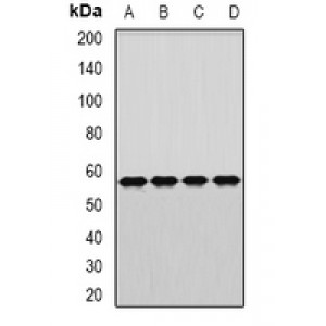 LifeSab™ DARS Rabbit pAb (50 µl)