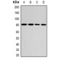 LifeSab™ GPD2 Rabbit pAb (50 µl)