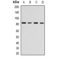 LifeSab™ INTS10 Rabbit pAb (50 µl)
