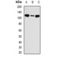 LifeSab™ INTS5 Rabbit pAb (50 µl)