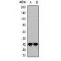 LifeSab™ p47 Rabbit pAb (50 µl)