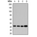 LifeSab™ PP2C-alpha Rabbit pAb (50 µl)