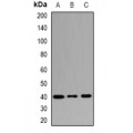 LifeSab™ MRNP41 Rabbit pAb (50 µl)