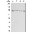 LifeSab™ Ribophorin-1 Rabbit pAb (50 µl)