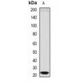 LifeSab™ Sorcin Rabbit pAb (50 µl)