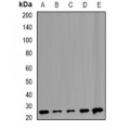 LifeSab™ TMP21 Rabbit pAb (50 µl)