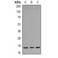LifeSab™ TPPP3 Rabbit pAb (50 µl)