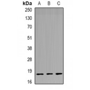 LifeSab™ TPPP3 Rabbit pAb (50 µl)