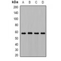 LifeSab™ AMY1 Rabbit pAb (50 µl)