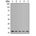 LifeSab™ NUDT2 Rabbit pAb (50 µl)