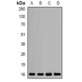 LifeSab™ Mms2 Rabbit pAb (50 µl)